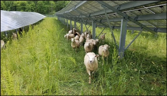sheep and solar photo